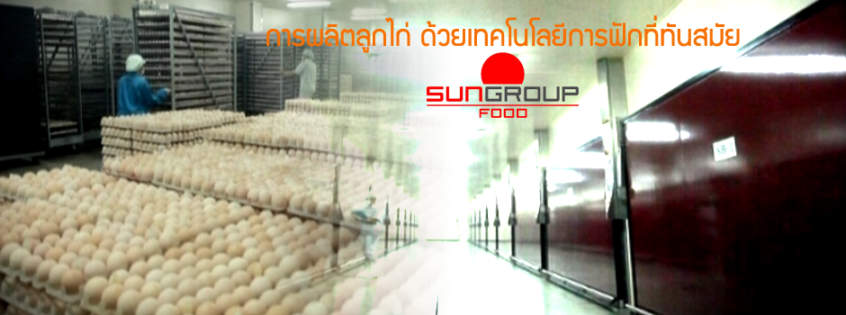 การผลิตลูกไก่ด้วยเทคโนโลยีการฟักที่ทันสมัย